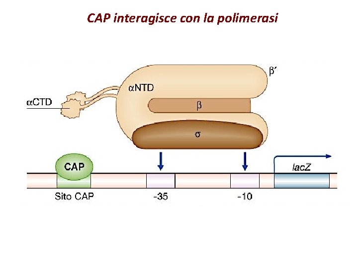 CAP interagisce con la polimerasi 