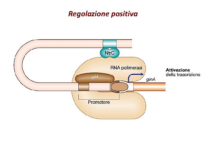 Regolazione positiva 