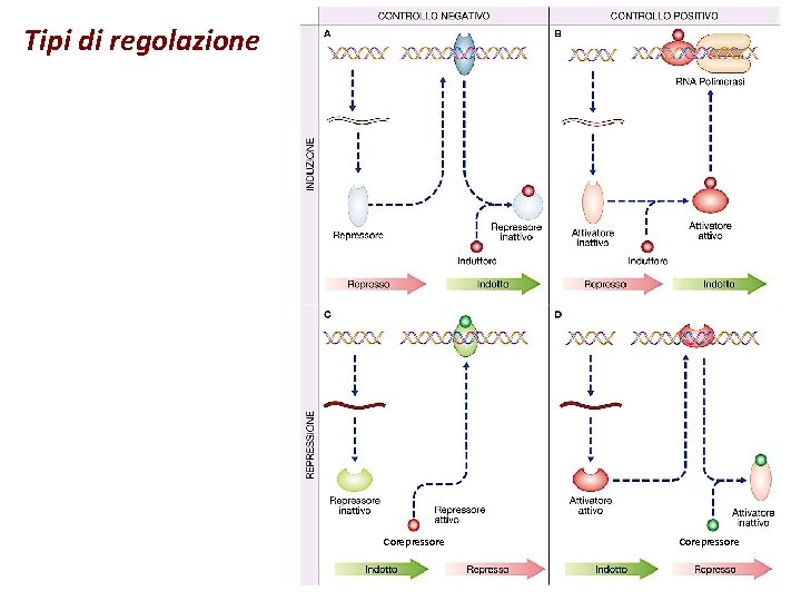 Tipi di regolazione Corepressore 