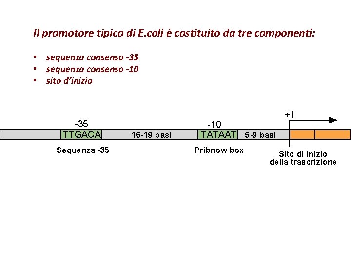 Il promotore tipico di E. coli è costituito da tre componenti: • sequenza consenso