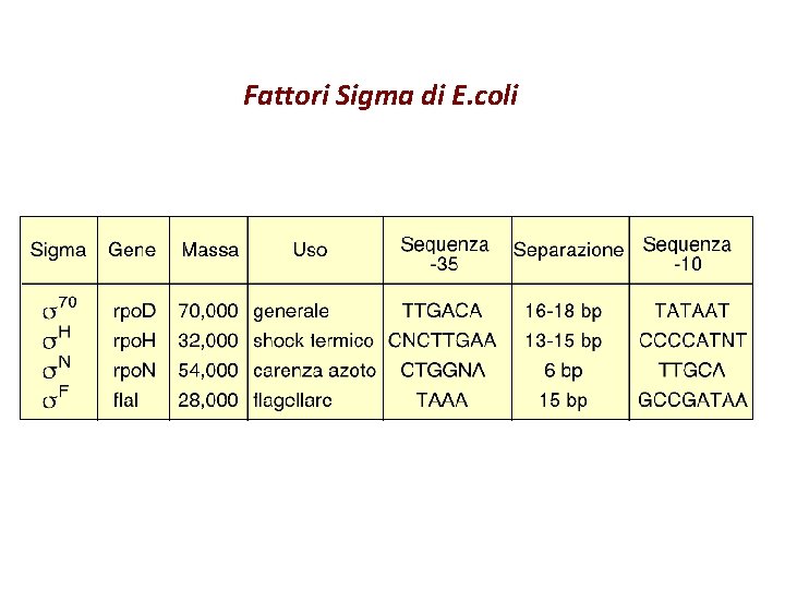 Fattori Sigma di E. coli 