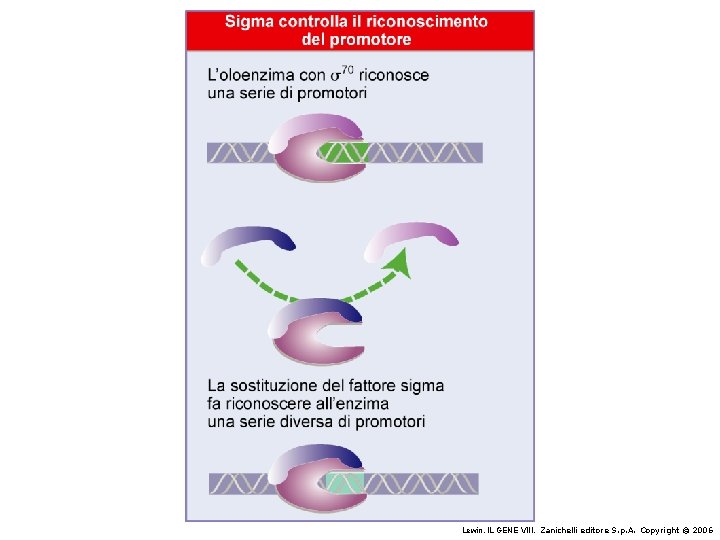 Lewin, IL GENE VIII, Zanichelli editore S. p. A. Copyright © 2006 