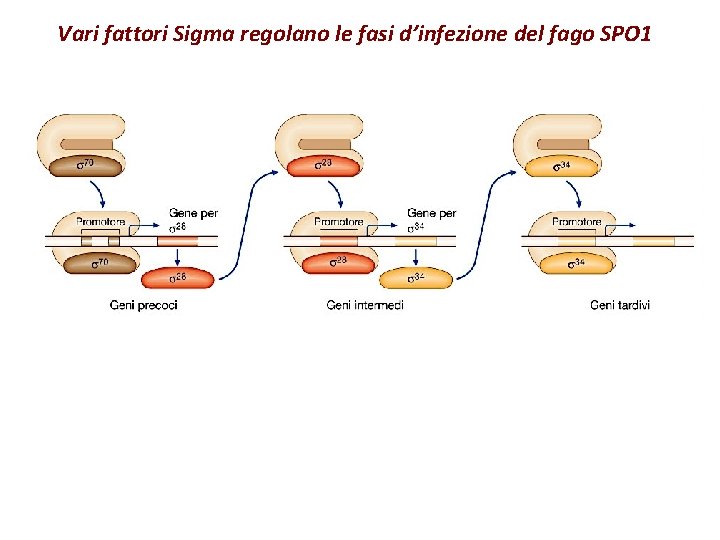 Vari fattori Sigma regolano le fasi d’infezione del fago SPO 1 