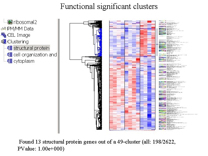 Functional significant clusters Found 13 structural protein genes out of a 49 -cluster (all: