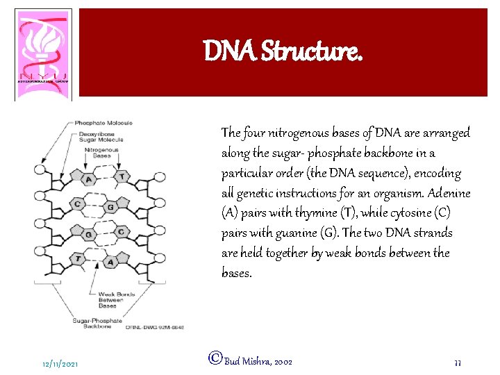 DNA Structure. The four nitrogenous bases of DNA are arranged along the sugar- phosphate