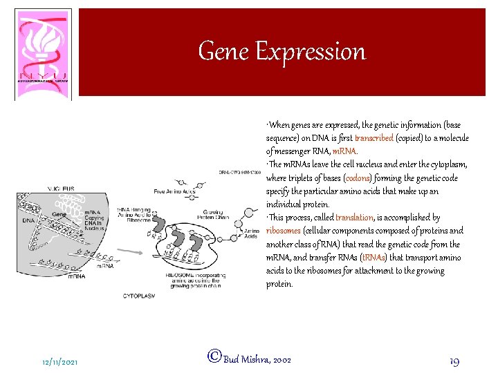 Gene Expression • When genes are expressed, the genetic information (base sequence) on DNA