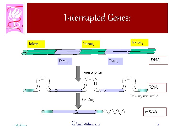 Interrupted Genes: Intron 1 Intron 3 Intron 2 Exon 1 Exon 2 DNA Transcription