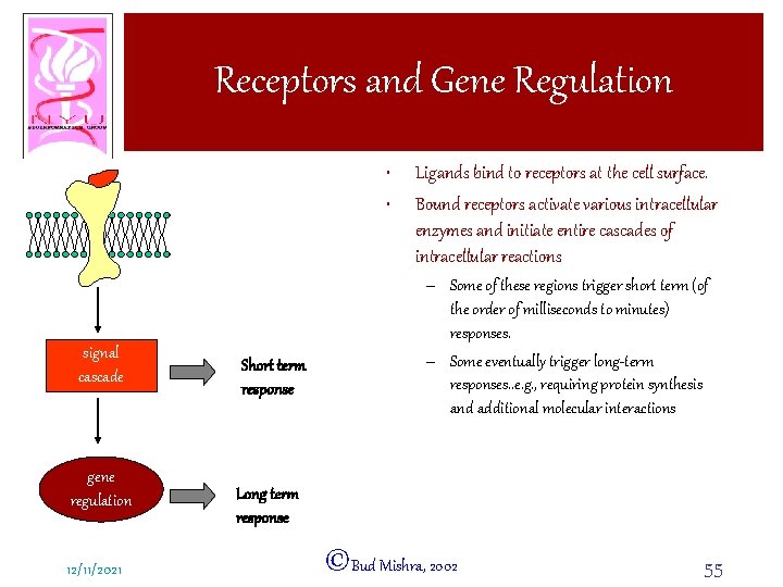 Receptors and Gene Regulation • • signal cascade gene regulation 12/11/2021 Short term response