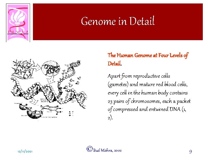 Genome in Detail The Human Genome at Four Levels of Detail. Apart from reproductive