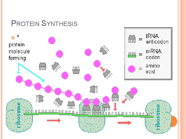 PROTEIN SYNTHESIS * 