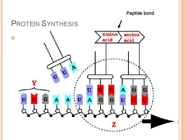 Peptide bond PROTEIN SYNTHESIS ! 