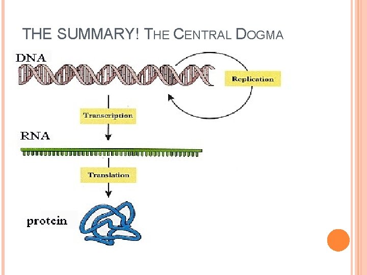 THE SUMMARY! THE CENTRAL DOGMA 