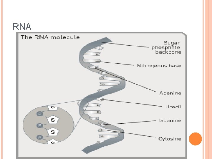 RNA 