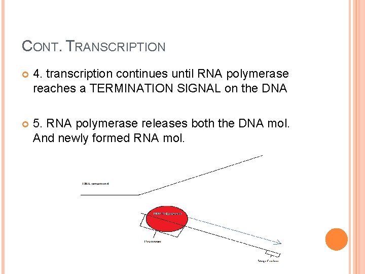 CONT. TRANSCRIPTION 4. transcription continues until RNA polymerase reaches a TERMINATION SIGNAL on the