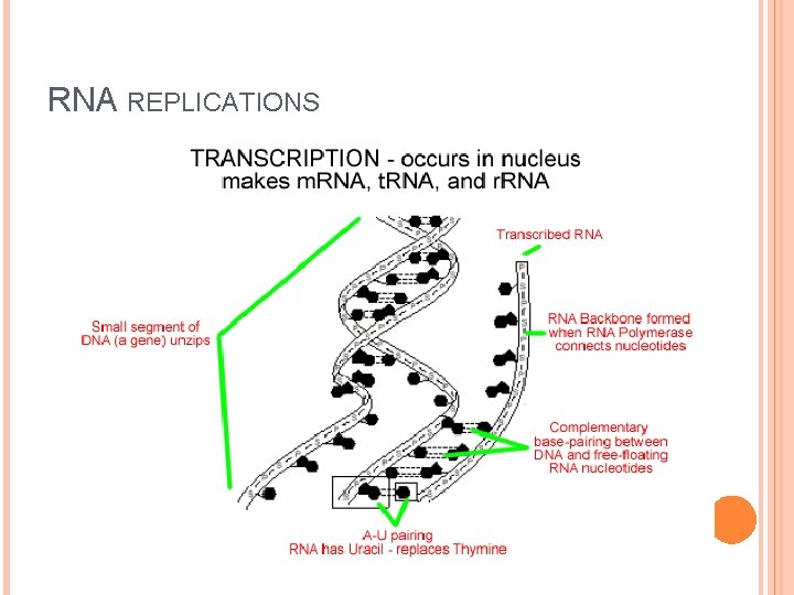 RNA REPLICATIONS 
