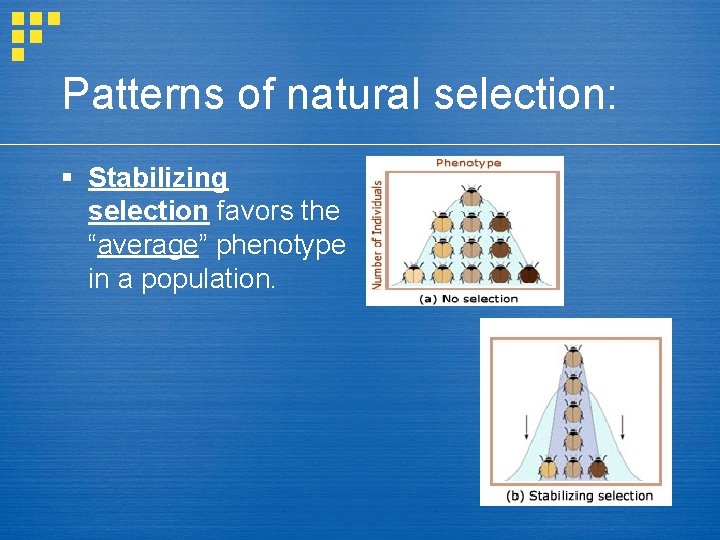 Patterns of natural selection: § Stabilizing selection favors the “average” phenotype in a population.