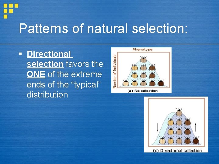 Patterns of natural selection: § Directional selection favors the ONE of the extreme ends