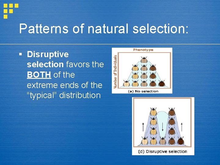 Patterns of natural selection: § Disruptive selection favors the BOTH of the extreme ends