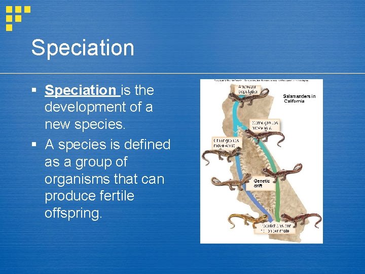 Speciation § Speciation is the development of a new species. § A species is