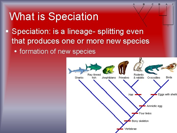 What is Speciation § Speciation: is a lineage- splitting even that produces one or