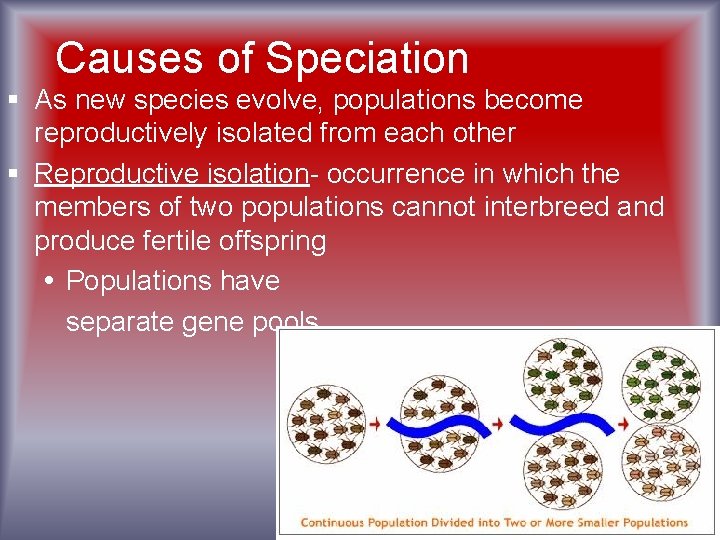 Causes of Speciation § As new species evolve, populations become reproductively isolated from each