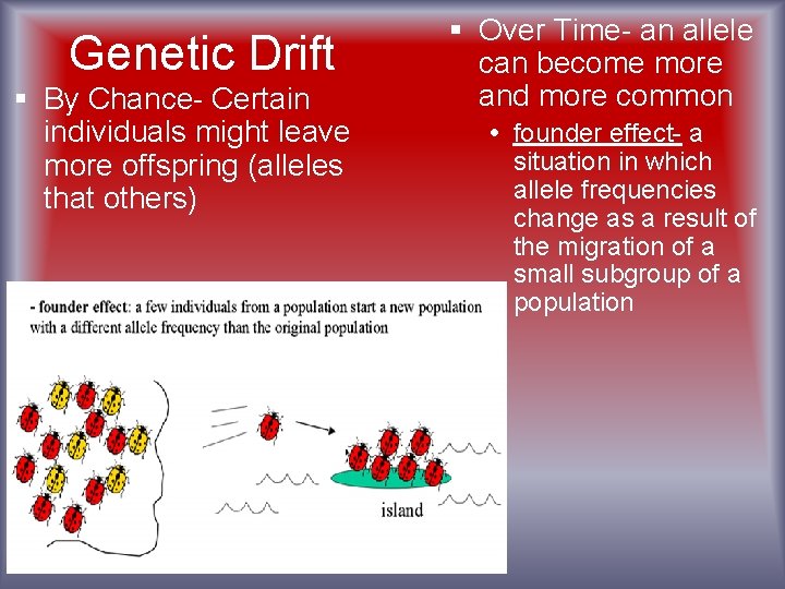 Genetic Drift § By Chance- Certain individuals might leave more offspring (alleles that others)