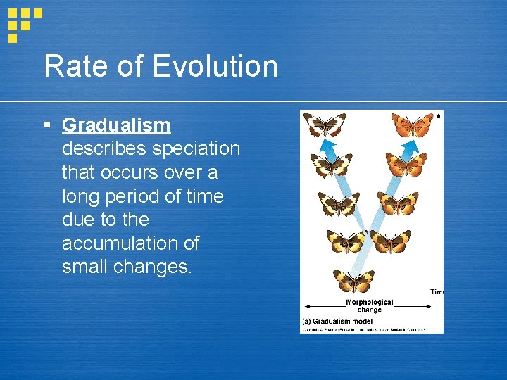 Rate of Evolution § Gradualism describes speciation that occurs over a long period of