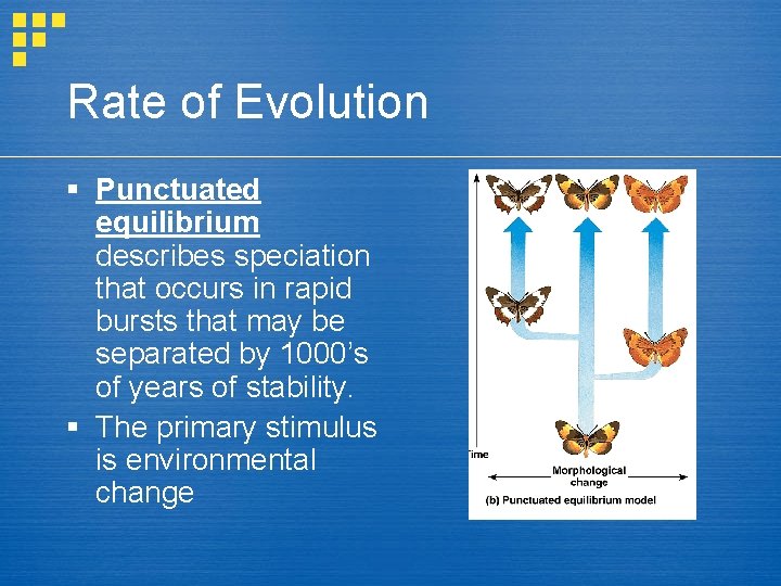 Rate of Evolution § Punctuated equilibrium describes speciation that occurs in rapid bursts that