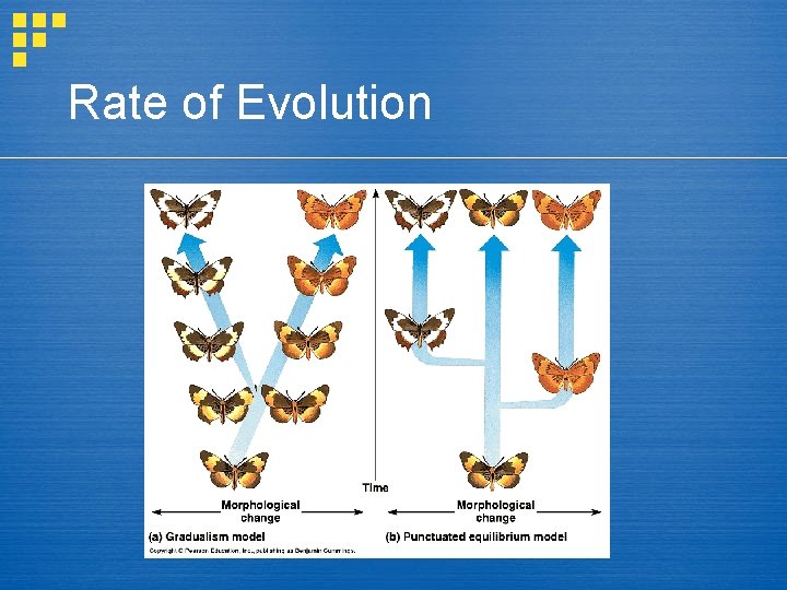 Rate of Evolution 