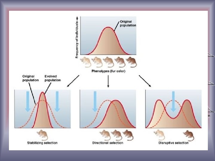 § Causes of Speciation Selective Pressure: Directional Selection Stabilizing Selection Disruptive Selection 