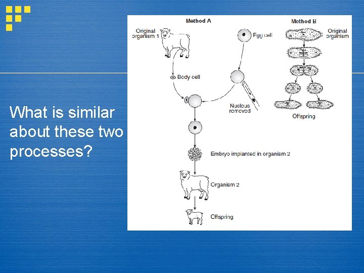 What is similar about these two processes? 