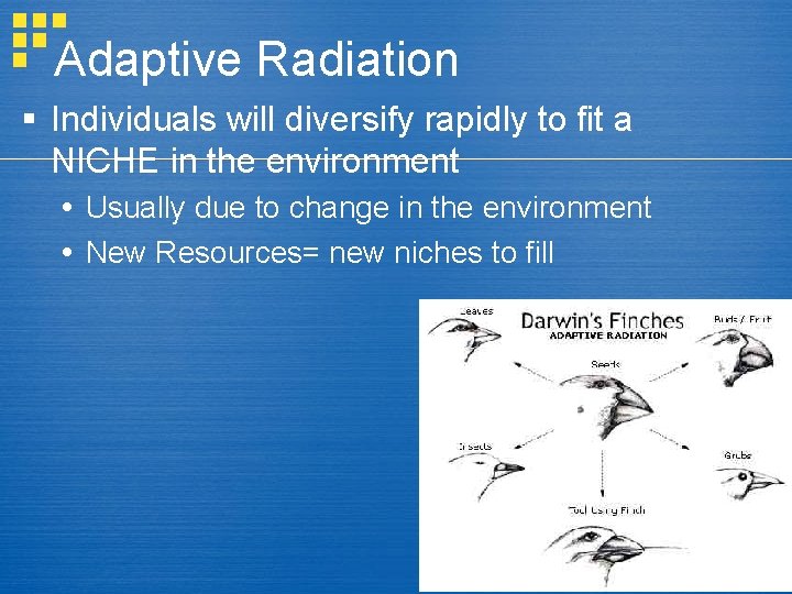 Adaptive Radiation § Individuals will diversify rapidly to fit a NICHE in the environment