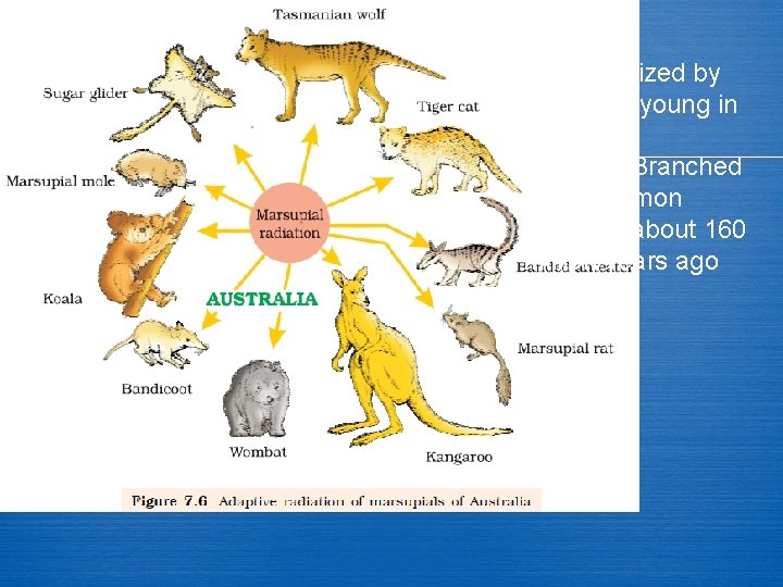 Characterized by caring for young in pouches. Evolved/ Branched from common ancestor about 160