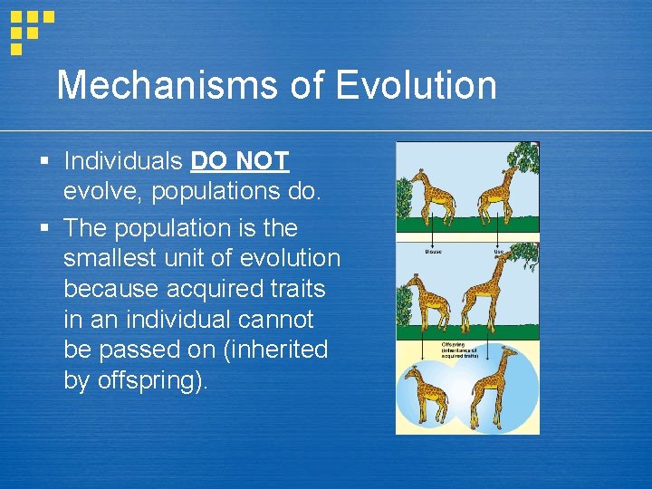 Mechanisms of Evolution § Individuals DO NOT evolve, populations do. § The population is