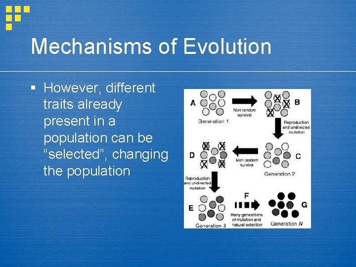 Mechanisms of Evolution § However, different traits already present in a population can be