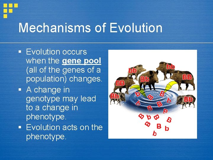 Mechanisms of Evolution § Evolution occurs when the gene pool (all of the genes