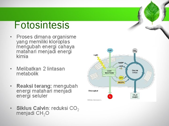 Fotosintesis • Proses dimana organisme yang memiliki kloroplas mengubah energi cahaya matahari menjadi energi