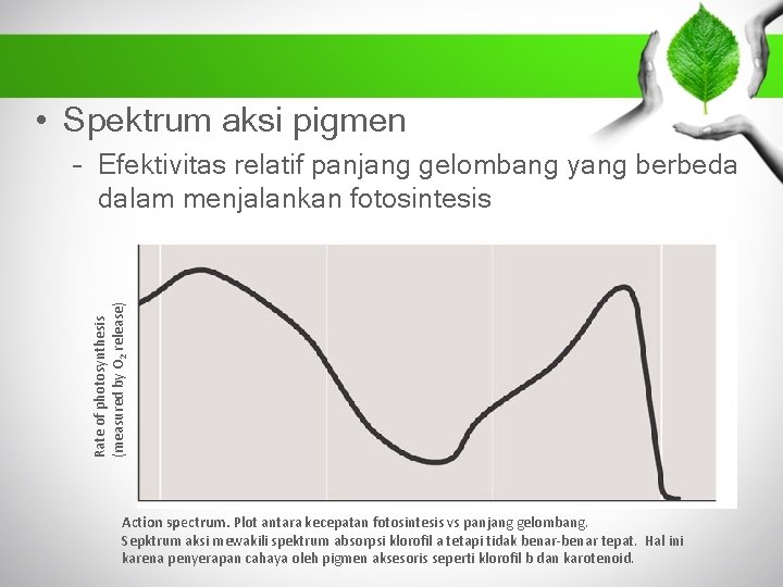  • Spektrum aksi pigmen Rate of photosynthesis (measured by O 2 release) –