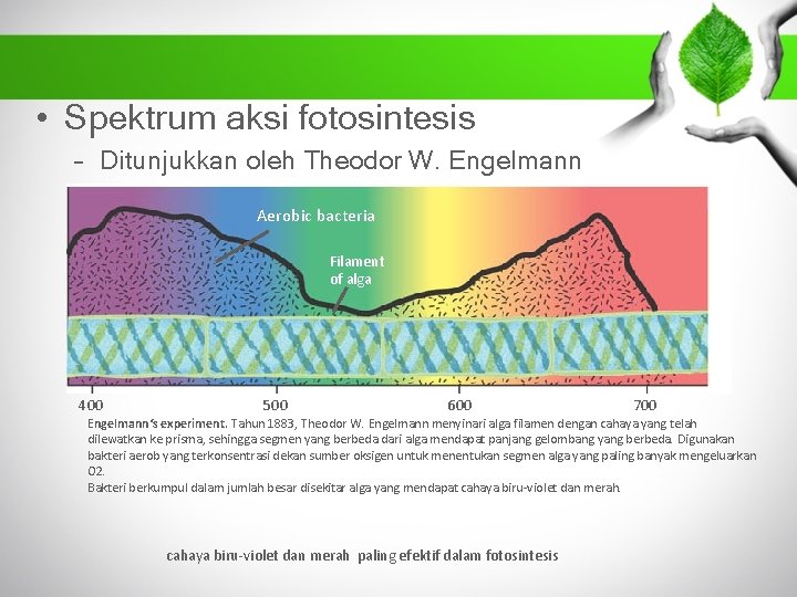  • Spektrum aksi fotosintesis – Ditunjukkan oleh Theodor W. Engelmann Aerobic bacteria Filament