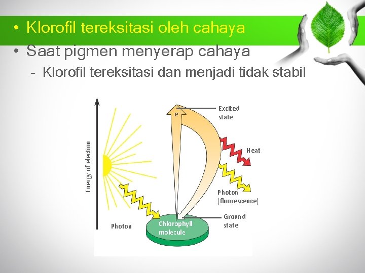  • Klorofil tereksitasi oleh cahaya • Saat pigmen menyerap cahaya – Klorofil tereksitasi