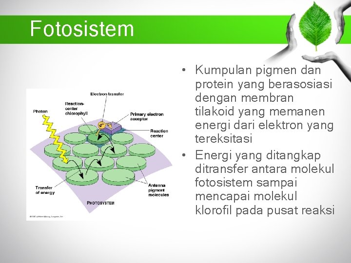 Fotosistem • Kumpulan pigmen dan protein yang berasosiasi dengan membran tilakoid yang memanen energi