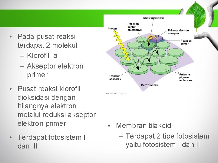  • Pada pusat reaksi terdapat 2 molekul – Klorofil a – Akseptor elektron