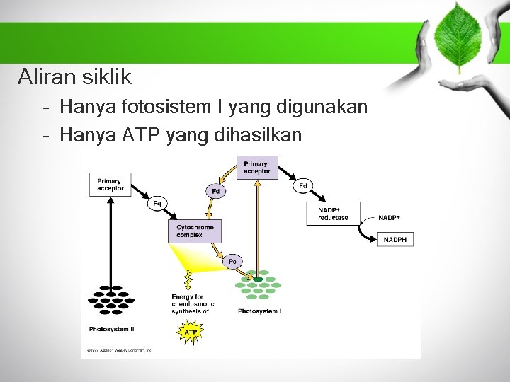 Aliran siklik – Hanya fotosistem I yang digunakan – Hanya ATP yang dihasilkan 