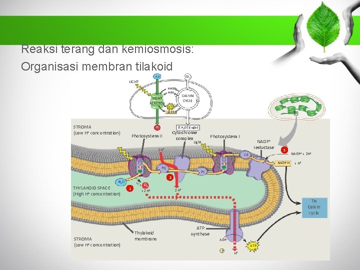 Reaksi terang dan kemiosmosis: Organisasi membran tilakoid H 2 O CO 2 LIGHT NADP+