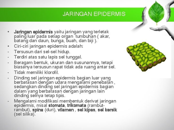 JARINGAN EPIDERMIS • • - - Jaringan epidermis yaitu jaringan yang terletak paling luar