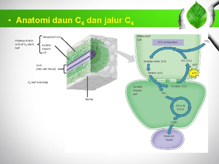  • Anatomi daun C 4 dan jalur C 4 Photosynthetic cells of C