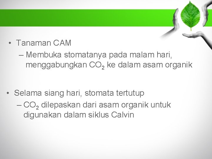  • Tanaman CAM – Membuka stomatanya pada malam hari, menggabungkan CO 2 ke