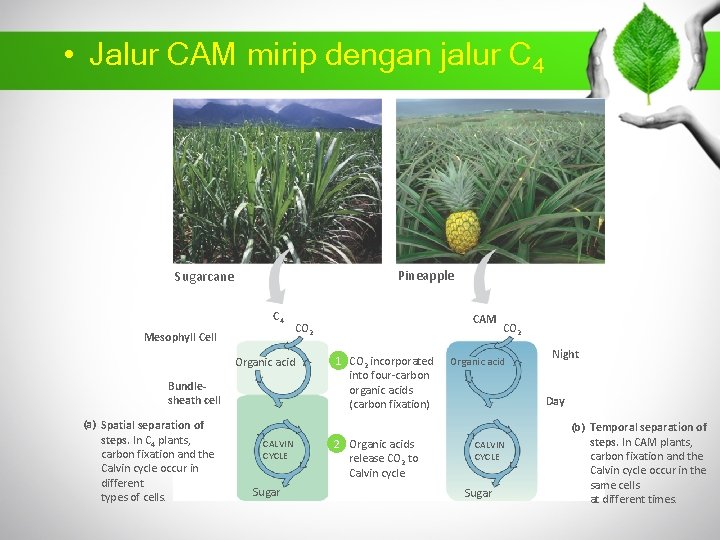  • Jalur CAM mirip dengan jalur C 4 Pineapple Sugarcane C 4 Mesophyll