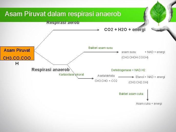 Asam Piruvat dalam respirasi anaerob Respirasi aerob CO 2 + H 2 O +