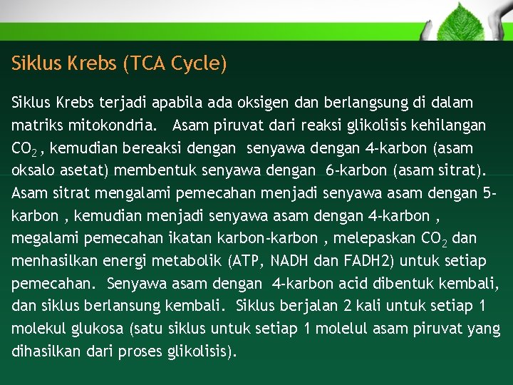 Siklus Krebs (TCA Cycle) Siklus Krebs terjadi apabila ada oksigen dan berlangsung di dalam